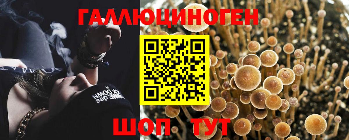 Псилоцибиновые грибы Psilocybine cubensis  Соликамск 